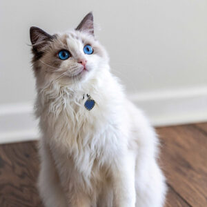 Snowdrop