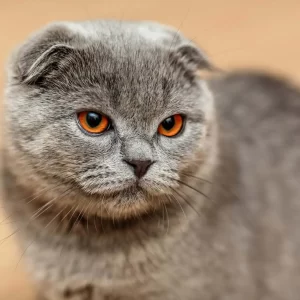 Poppy